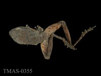 藏品(太田樹蛙)的圖片